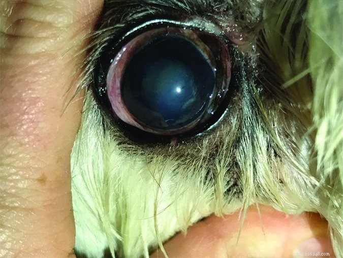 Помутнение глаз у собак