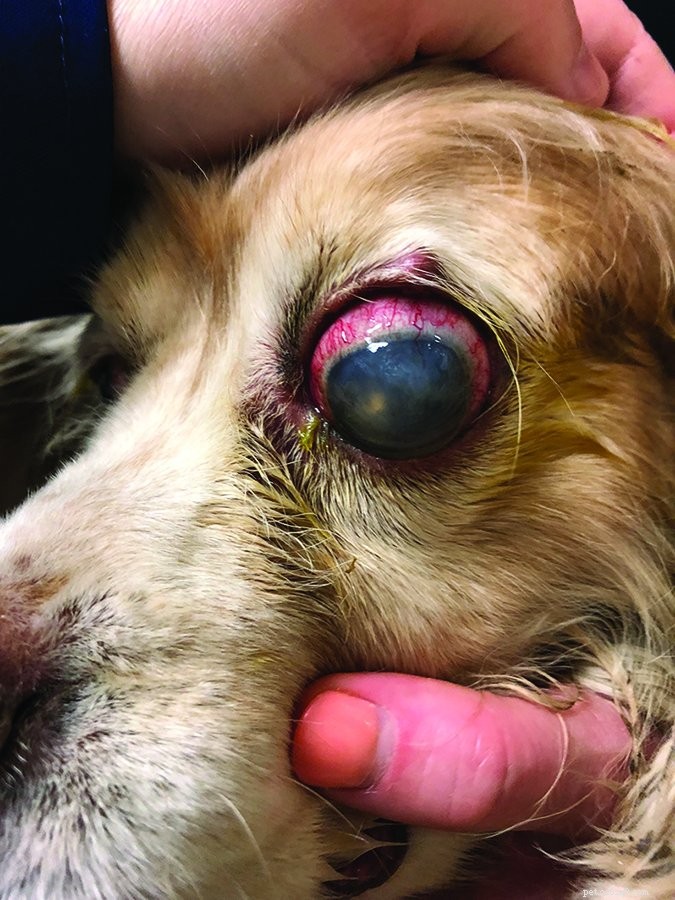 Molniga ögon hos hundar