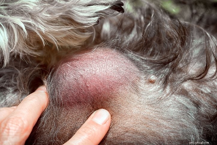 Mastcellstumörer hos hundar:Är det alltid cancer?