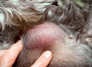 Nádory žírných buněk u psů:Je to vždy rakovina?