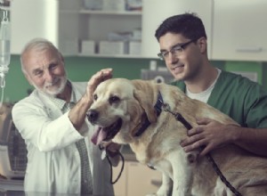 Признаки рака у собак