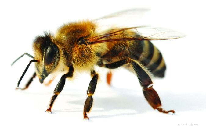 Cane punto da un ape? Ecco come trattarlo