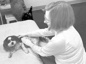 Relatos de casos de massagem canina