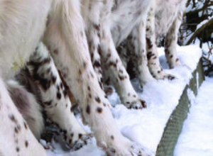 겨울철 강아지 발 관리 및 보호