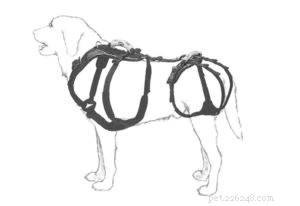 O que causa a fraqueza súbita das patas traseiras em cães?