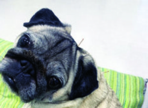 10 způsobů, jak zlepšit lymfatický oběh vašeho psa
