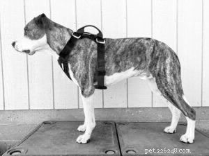Revisione delle imbracature per auto per cani