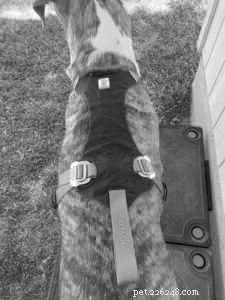 Examen des harnais de voiture pour chiens