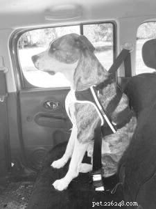 Examen des harnais de voiture pour chiens