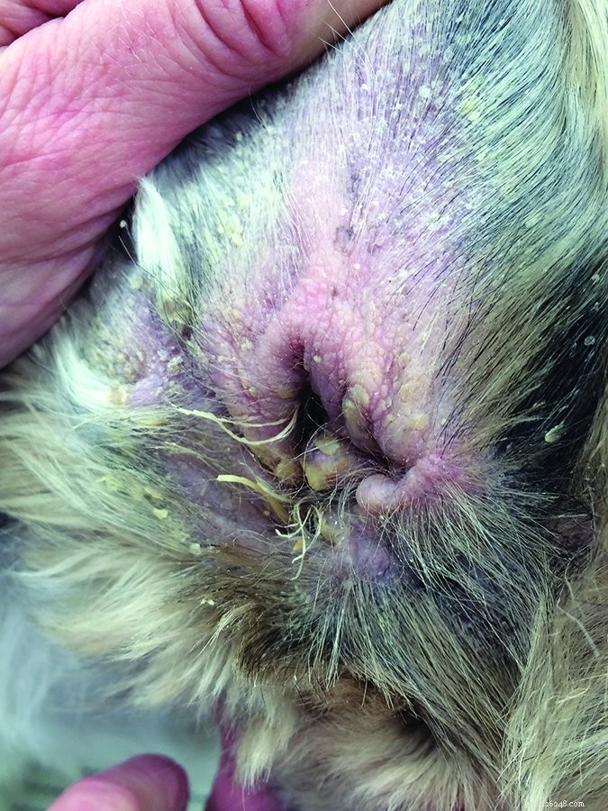 Kroniska öroninfektioner hos hundar:Vad du behöver höra