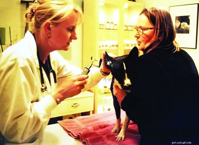 Chronische oorinfecties bij honden:wat u moet horen