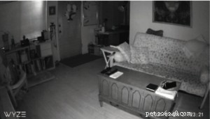 Обзор беспроводной камеры для собак