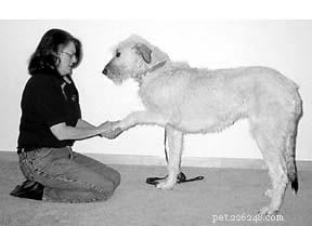 Освоение навыков собачьего массажа