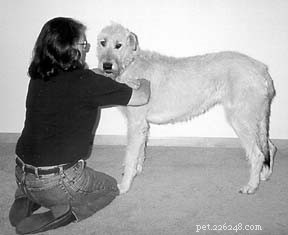 Освоение навыков собачьего массажа