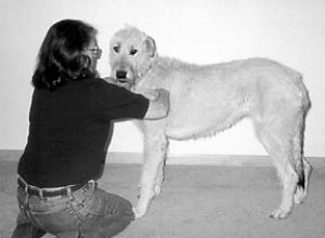 Ovládnutí psích masážních dovedností
