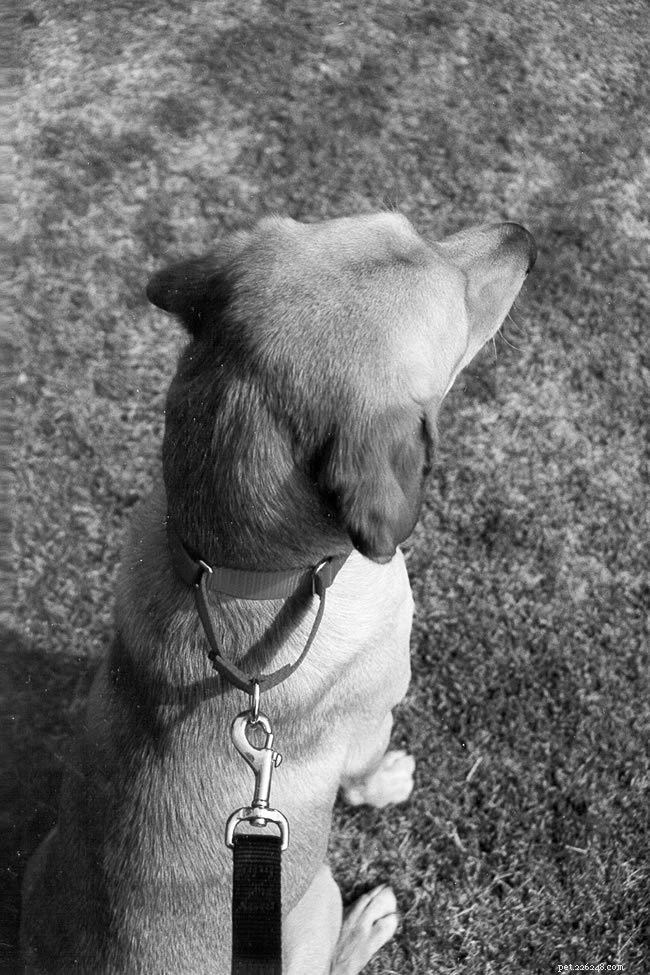 리미티드 슬립 칼라:개 훈련 및 억제에 가장 적합