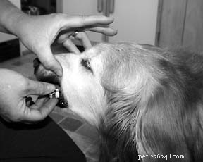 あなたの犬を助けるためにホメオパシー療法を使用する 
