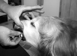 Používání homeopatik k pomoci vašemu psovi