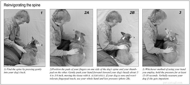 Técnicas de massagem nas costas para cães