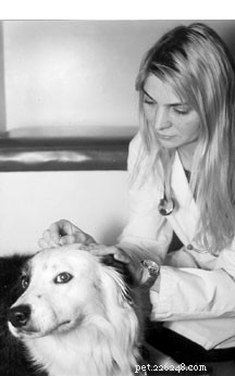 犬の鍼灸–指圧とホメオパシー