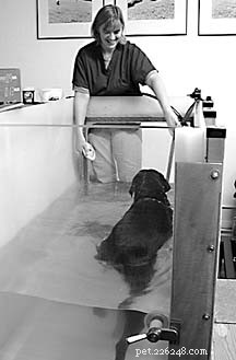 Hidroterapia e exercícios aquáticos para cães