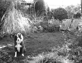 Hundar som leker i trädgården