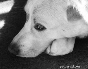 Aidez à prévenir les tragédies avec le Pet Fund