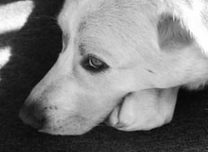 Помогите предотвратить трагедии с помощью Фонда домашних животных