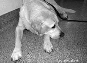 Soins palliatifs et décès assisté par un vétérinaire