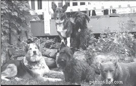 Een huishouden met meerdere honden beheren