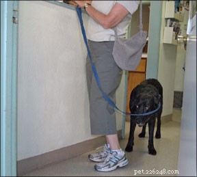 Vues alternatives sur les soins holistiques pour chiens