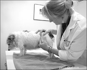 A importância da tosa e cuidados com a pele canina