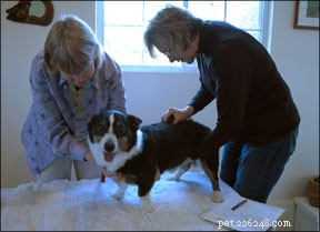 Chiropractoren voor honden
