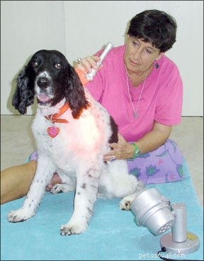 Soigner votre chien grâce à la médecine énergétique et aux techniques holistiques de soins canins