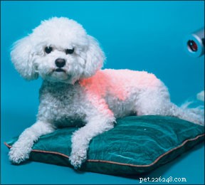 Soigner votre chien grâce à la médecine énergétique et aux techniques holistiques de soins canins