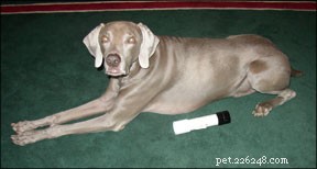 Je hond genezen met energiemedicijnen en holistische hondenverzorgingstechnieken