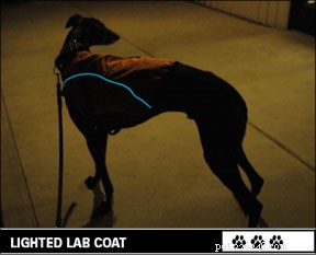 Produtos de visibilidade noturna para passear com cães