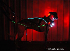 Produtos de visibilidade noturna para passear com cães