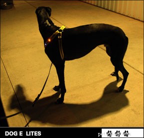 Prodotti per la visibilità delle passeggiate notturne con i cani