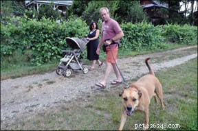 Výběr nejlepšího rodinného psa a jeho příprava na děti 