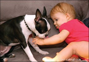 Выбор лучшей семейной собаки и подготовка ее к воспитанию детей