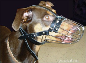 口輪を快適に着用するように犬を訓練する 