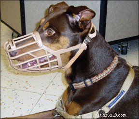 Treinando seu cão para usar uma focinheira confortavelmente