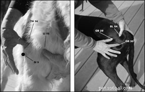 治癒を促進するための犬の指圧技術 