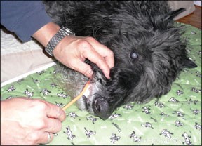 Options de soins palliatifs pour chiens