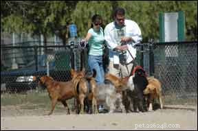 Assurer la sécurité de votre chien au parc canin