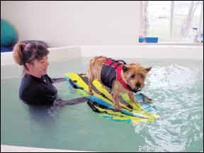 De voordelen van hydrotherapie voor uw hond