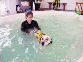 Os benefícios da hidroterapia para seu cão