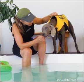 Преимущества гидротерапии для вашей собаки