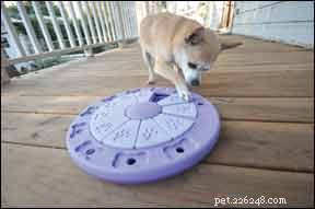 Melhor brinquedo interativo para cachorro e jogo de quebra-cabeça – “Dog Twister”